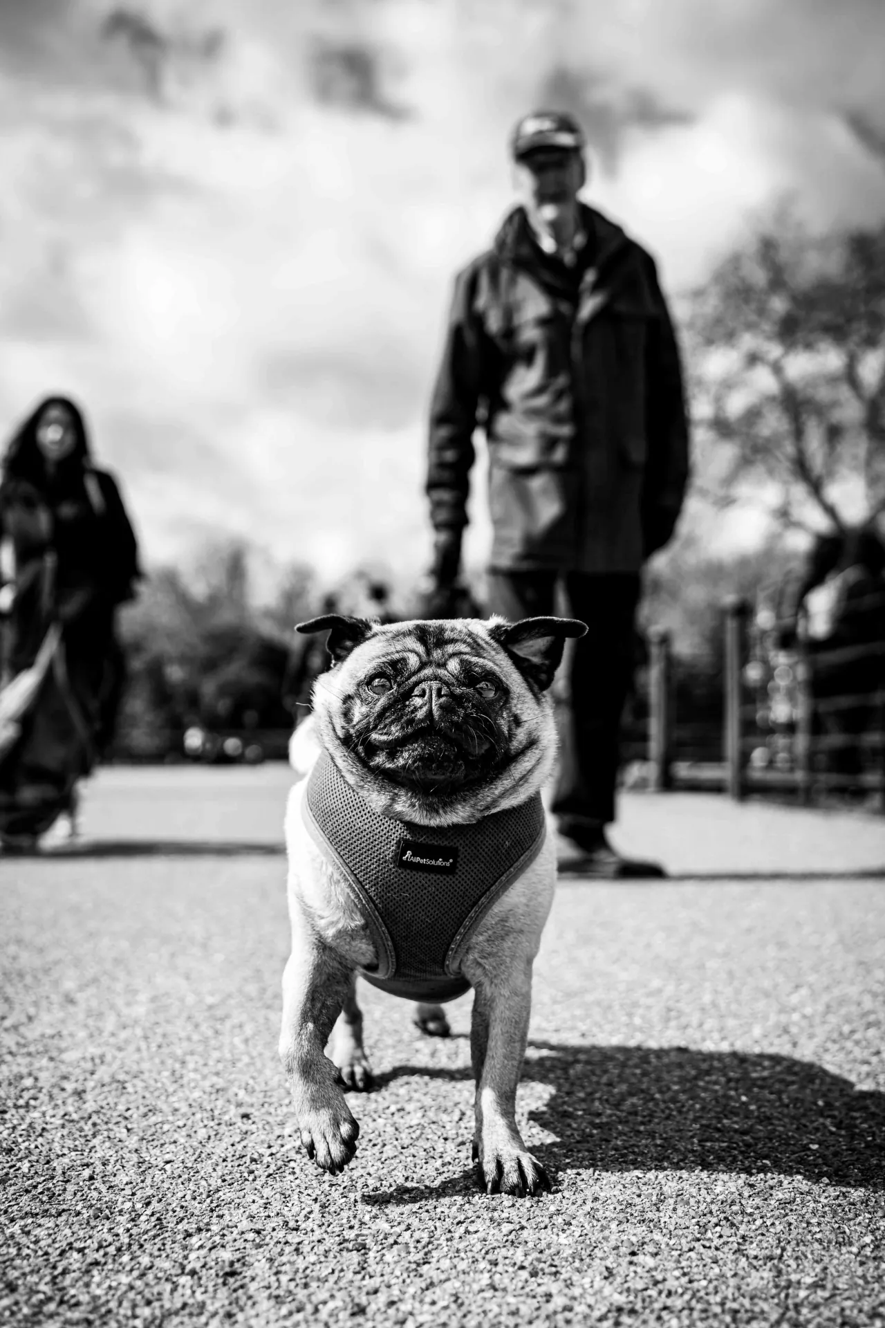 a running puppy pug in black and white